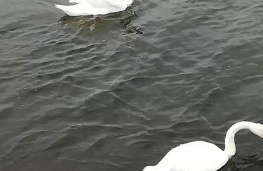 Sellin - Seedorf Am Neuensiener See Apartment 08 - Foto 21