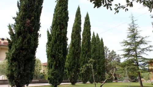 Toskana Relax - Foto 3, Garden, Garden view