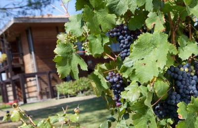 Résidence Les Vignes - Photo 20