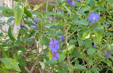 Maison à la Campagne - Foto 64