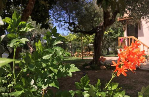 Az. Agr. Parco dei Buoi - Foto 22