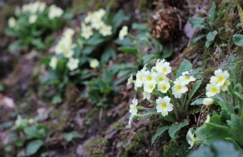 Pretty sunny cottage, Machynlleth - Photo 35
