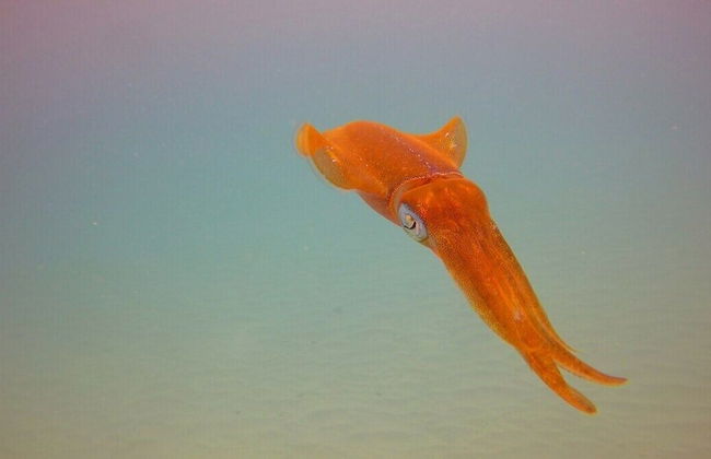 Windchime Estates - Photo 46