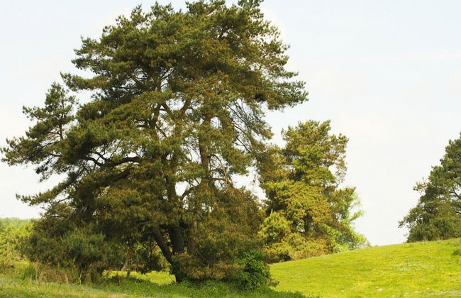 Doppelhaushalfte Seestern, Lohmen - Foto 23