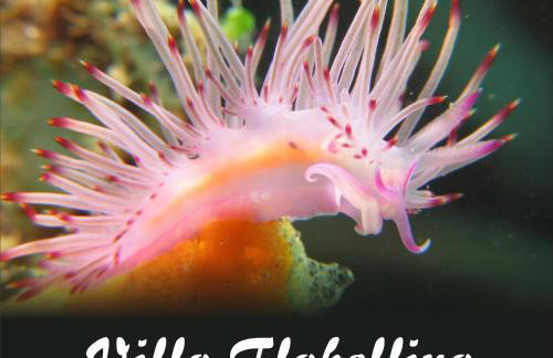 Villa Flabellina - Foto 51