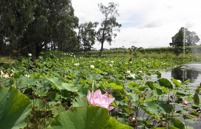 Wild Cattle Creek Estate - Foto 48