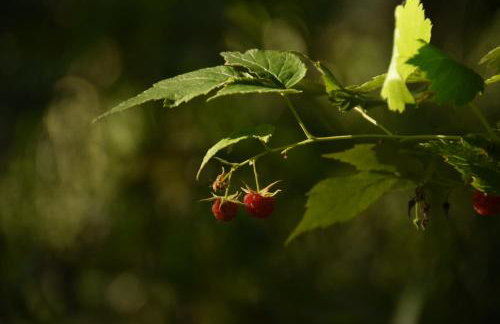 Siedlisko Szwałk - Foto 8