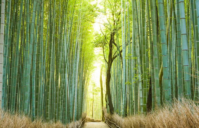 Tour por el bosque de bambú y los templos de Arashiyama - Foto 8