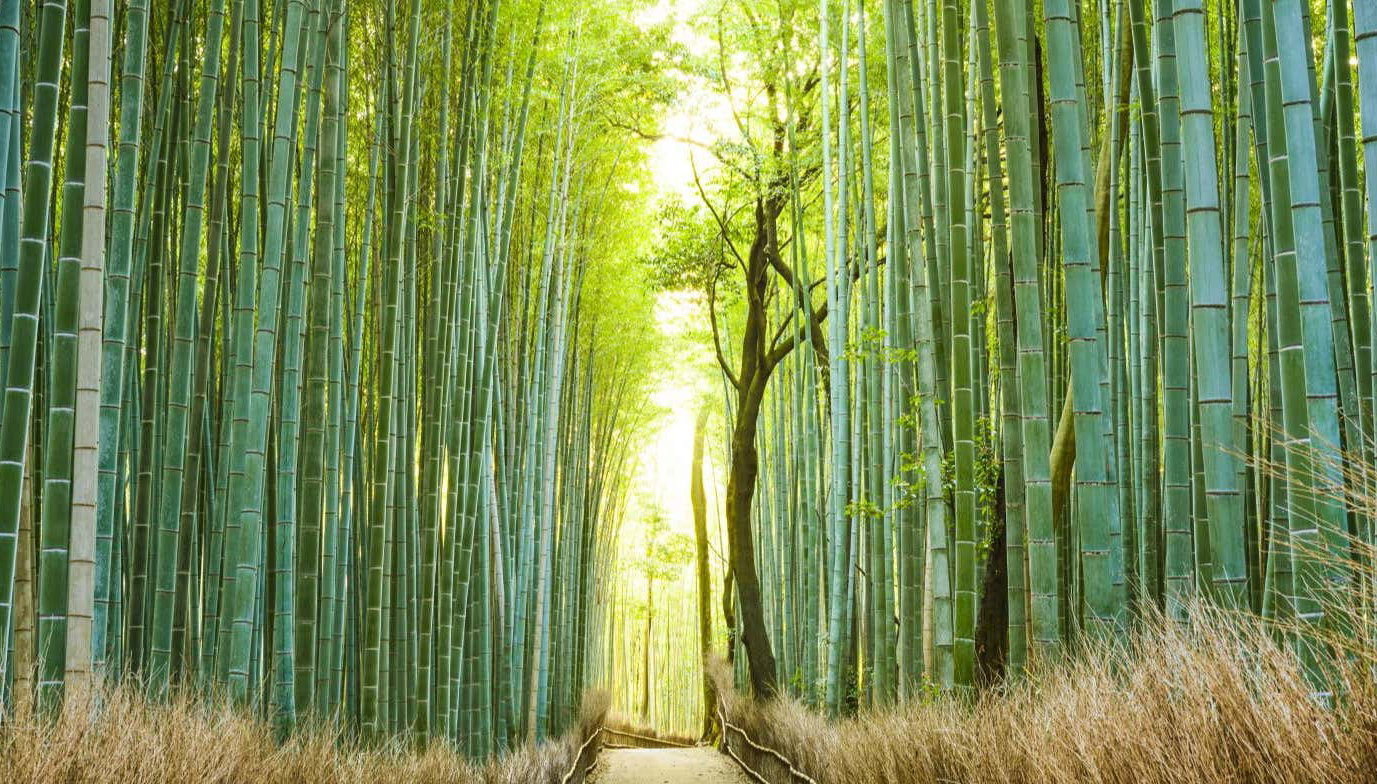Visite guidée d'Arashiyama et sa forêt de bambous en petit groupe - Photo 1, Visite guidée d'Arashiyama et sa forêt de bambous en petit groupe