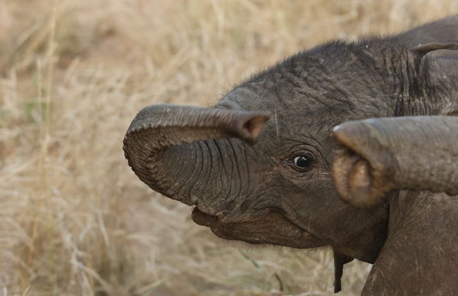 Simbavati Mvubu - Foto 17