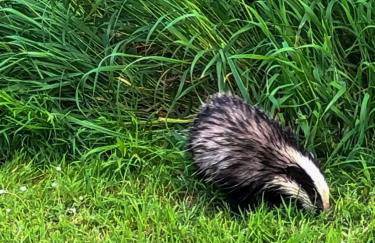 Ian's Cottage, Wedmore - country cottage for two - Foto 37