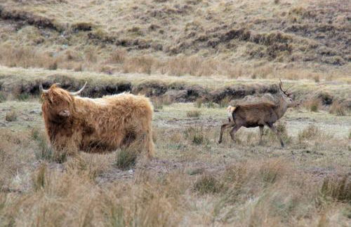 Rosemount Bothy - Highland Cottage - Foto 72