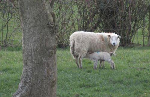 Knockninny Barn at Upper Lough Erne, County Fermanagh - Foto 44