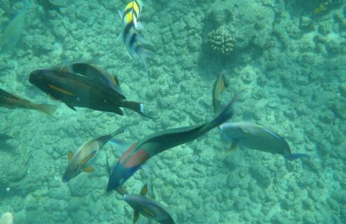 Puu Poa Ocean Bluff Condo, Incredible Views, Walk to Beaches, Pool & Tennis - Foto 21