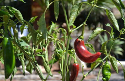 Villa Virginia - Foto 35