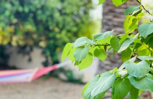 Sylvia s House at Vagia - Foto 11