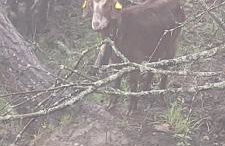 Les Bottières 73300 T3 50m2 4 à 6 pers - Foto 26