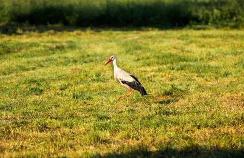Agroturystyka u Wojtka - Foto 28