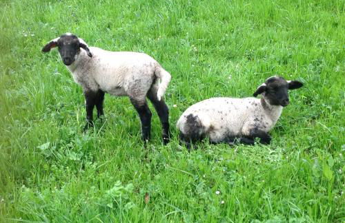 Agriturismo Barcola - Foto 31