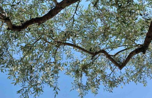 Thassos OLIVIA RESORT - Foto 61