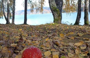 Domki Komfort - Photo 79