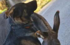 El Racó dels Mussols 2 - Foto 24