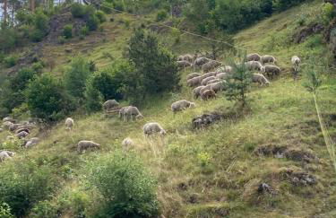 Forsterhof - Foto 13