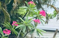 Golf Cart-Jacuzzi-Surfing Abode on Hutchinson Island - Foto 74