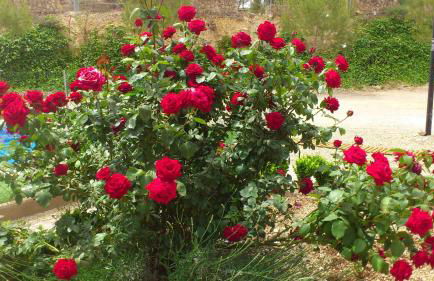 Casas Rurales Huerto Del Abuelito - Foto 23