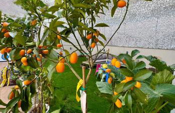 Apartments Sunshine G1 - Foto 41