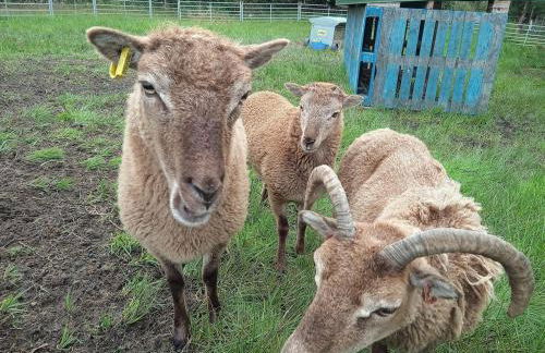 The Wee Bothy at Larchwood Croft - Photo 18