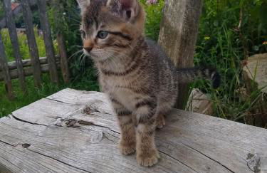 Familienferienhof Kroner - Foto 14