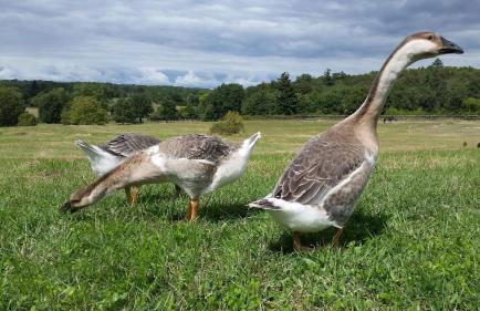 Domaine équestre de la Chênaie - Foto 26