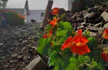 Natur Amêndoa - Foto 71