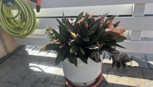 La Casa de Tsampika - Foto 5