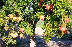 Appartamento Venturina Terme - Foto 3