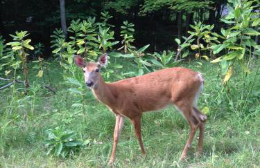 Bucks County Home Farm Philadelphia Dog Friendly - Foto 49
