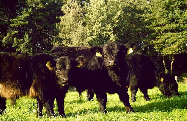 Historic Farmhouse in Hohnebostel With Garden Near Lake - Foto 71