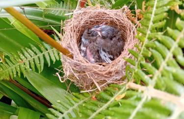 Varanda Encantada House - Foto 44