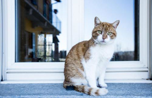 Pet and Breakfast Pet Friendly Country House - Foto 27