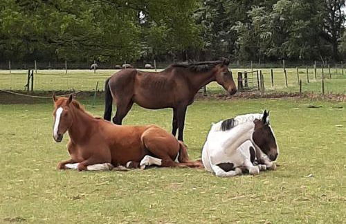 Bishy Barnabees country lodge with hot tub - Foto 16