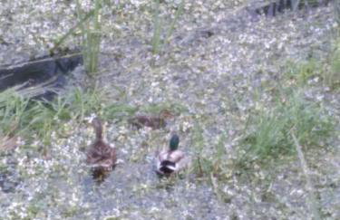 Ático Rosita en Camino de Santiago - Foto 18