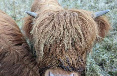 Achmeney Glamping larger than Average pod - Photo 17