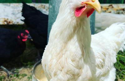 Finca Martina - Foto 42