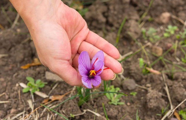 Olmedo Saffron Tour - Photo 1