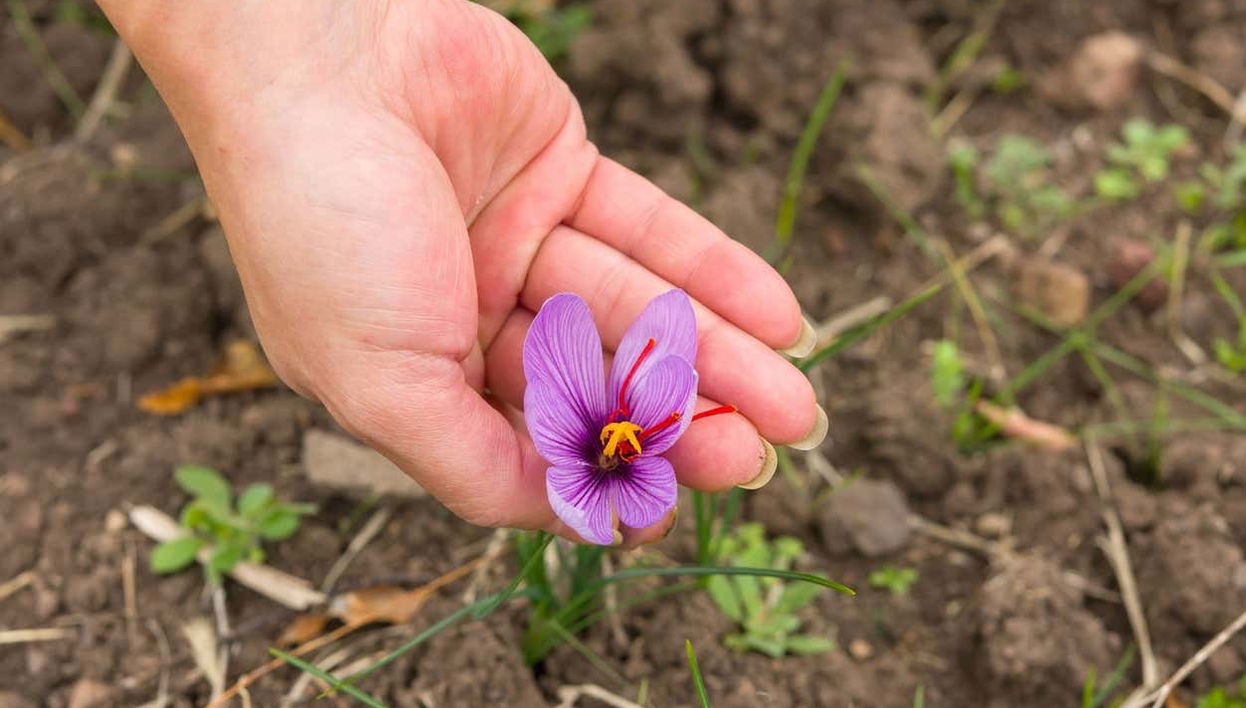 Go on an immersive saffron tour in Olmedo