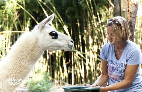 Cozy Alpaca Tree House Rental in the Bamboo Forest in Atlanta, Georgia - Foto 21