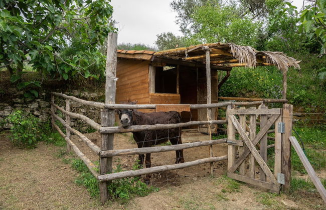 Country House Villa Nigro - Foto 33