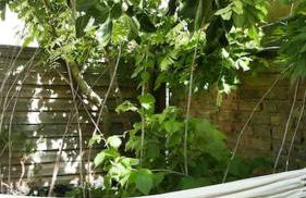 Apartement Strasbourg entre hypercentre et verdure - Foto 20