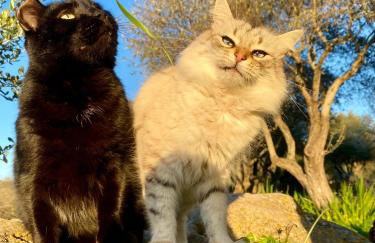 Villa Boeddu, relax tra mare e campagna - Foto 61